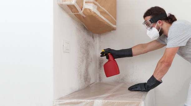 Professional Basement Mold Remediation technician working in Weems, VA