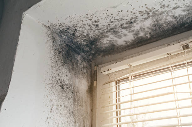 Affordable Basement Mold Remediation solutions in Weems, VA