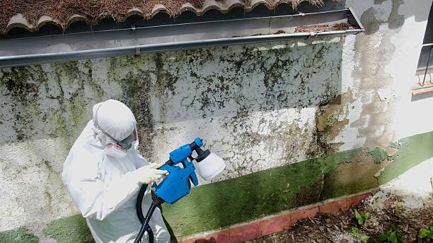 Top rated local Basement Mold Remediation specialists in Weems, VA